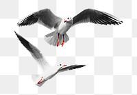 Flying seagulls png sticker, transparent background