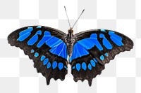 Blue butterfly png sticker, transparent background