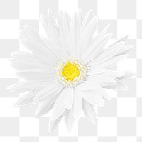 White gerbera png sticker, transparent background