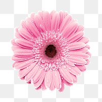 Pink gerbera flower png sticker, transparent background