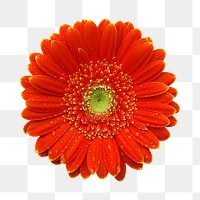 Red gerbera flower png sticker, transparent background