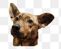 Brown dog png sticker, transparent background