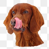 Png hungry brown dog sticker, transparent background