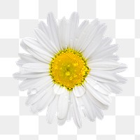 White daisy flower png sticker, transparent background