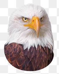 Bald eagle png sticker, transparent background