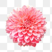 Pink dahlia flower png sticker, transparent background