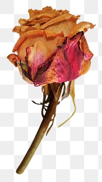 Dried rose png sticker, transparent background