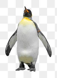 King penguin png sticker, transparent background