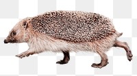 Cute hedgehog png sticker, transparent background