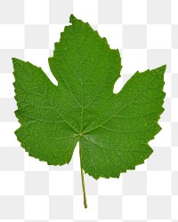 Green leaf png sticker, transparent background