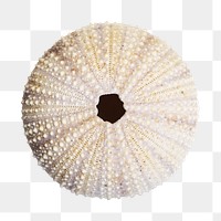 Urchin shell png sticker, transparent background