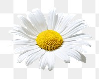 Daisy flower png sticker, transparent background