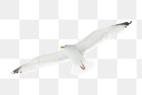 Flying seagull png sticker, transparent background