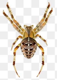 Png European garden spider sticker, transparent background