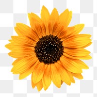 Sunflower  png sticker, transparent background