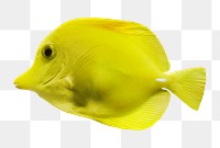 Tang fish png sticker, transparent background