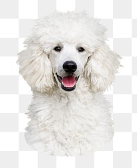 Poodle png sticker, transparent background