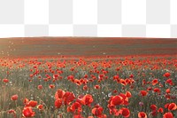 Poppy field png border sticker, beautiful scenery, transparent background