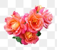 Pink roses png sticker, transparent background