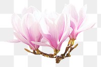 Pink magnolia flower png sticker, transparent background