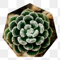 Succulent houseplant png badge sticker, transparent background