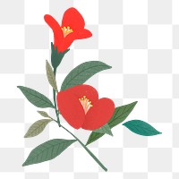 Red poppy png sticker, botanical design, transparent background