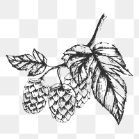 Hops png hand drawn plant sticker, transparent background