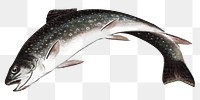 Trout fish png realistic sticker, transparent background