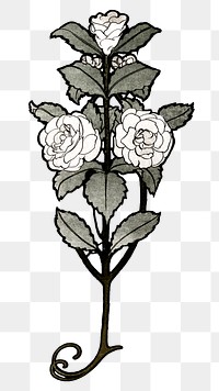 White rose png sticker, vintage botanical, transparent background