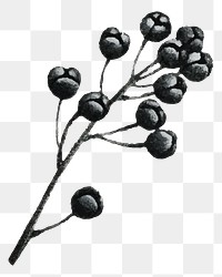 Fruit branches png sticker, black illustration, transparent background