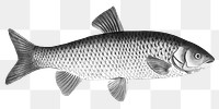 Carp fish png realistic sticker, black & white, transparent background