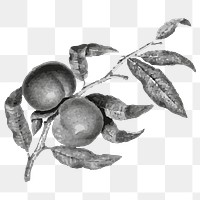 Vintage fruits png sticker, black & white illustration, transparent background