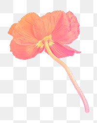 Png orange poppy flower sticker, transparent background