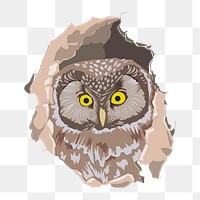 Owl png illustration, transparent background. Free public domain CC0 image.