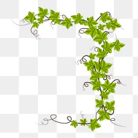 Vine plant png illustration, transparent background. Free public domain CC0 image.