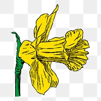 Flower png illustration, transparent background. Free public domain CC0 image.