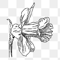 Flower png illustration, transparent background. Free public domain CC0 image.