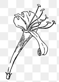 Lily flower png  illustration, transparent background. Free public domain CC0 image.