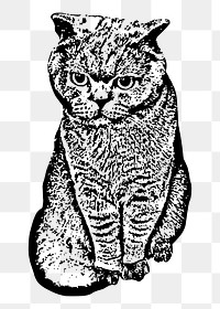 Cat png illustration, transparent background. Free public domain CC0 image.