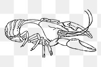 Lobster line art png illustration, transparent background. Free public domain CC0 image.