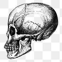 Human skull png illustration, transparent background. Free public domain CC0 image.