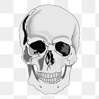 Human skull png illustration, transparent background. Free public domain CC0 image.