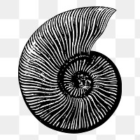 Seashell png illustration, transparent background. Free public domain CC0 image.