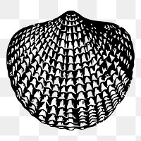 Shell png illustration, transparent background. Free public domain CC0 image.