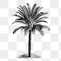 Palm tree png illustration, transparent background. Free public domain CC0 image.