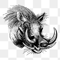 Wild boar png illustration, transparent background. Free public domain CC0 image.