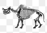 Dinosaur skeleton png illustration, transparent background. Free public domain CC0 image.