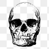 Human skull png illustration, transparent background. Free public domain CC0 image.