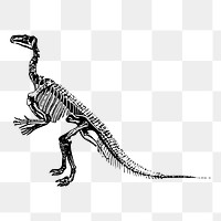 Dinosaur fossil png illustration, transparent background. Free public domain CC0 image.