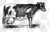 Cow png  illustration, transparent background. Free public domain CC0 image.